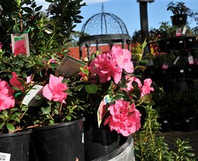 Van Loon's Nursery - Lismore Accommodation 1