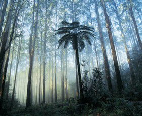 Yarra Ranges National Park - Lismore Accommodation 0