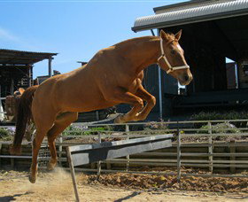 Boggy Creek Shows - Lismore Accommodation 3