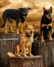 Boggy Creek Shows - Lismore Accommodation 1