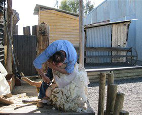Boggy Creek Shows - Lismore Accommodation 4