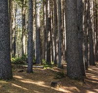 Sugarpine Walk - Lismore Accommodation