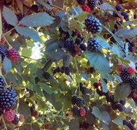Gunnadoo Berries - Lismore Accommodation