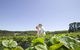Sunny Ridge Strawberry Farm - thumb 0