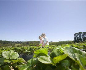 Sunny Ridge Strawberry Farm - Lismore Accommodation 0