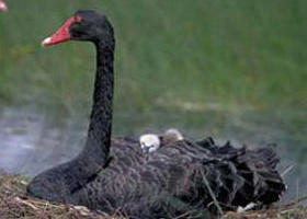 French Island Marine National Park - Lismore Accommodation 0