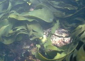 Churchill Island Marine National Park - Lismore Accommodation 0