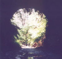 Glow Worm Tunnel - Lismore Accommodation