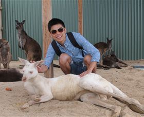 Maru Koala And Animal Park - Lismore Accommodation 2