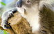 Maru Koala And Animal Park - thumb 1