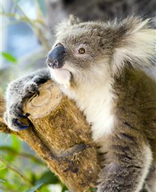 Maru Koala And Animal Park - Lismore Accommodation 1