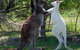 Maru Koala And Animal Park - thumb 5