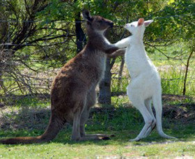 Maru Koala And Animal Park - Lismore Accommodation 5