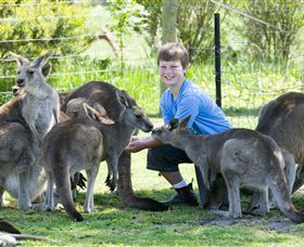 Maru Koala And Animal Park - Lismore Accommodation 4