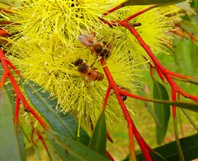 Ungulla Country Garden - Lismore Accommodation 6