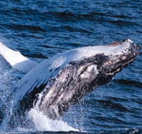 Sydney Eco Whale Watching - Lismore Accommodation