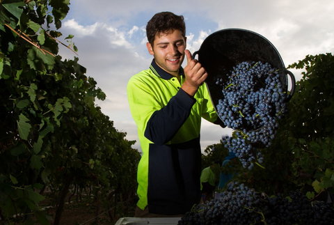 Clonakilla Wines - Lismore Accommodation 3