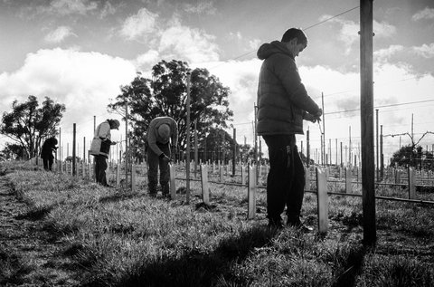 Clonakilla Wines - Lismore Accommodation 4