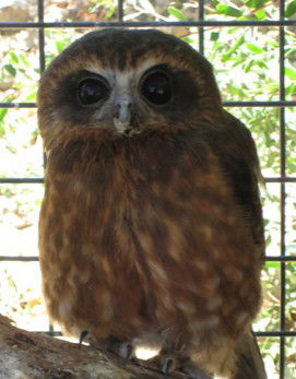 Cohunu Koala Park - Lismore Accommodation 3