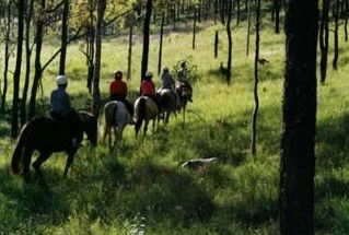Hunter Valley Horse Riding And Adventures - Lismore Accommodation 0