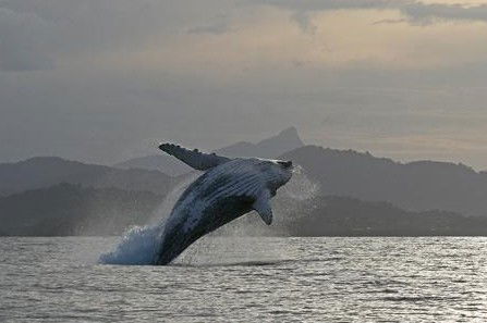 Byron Bay Whale Watching - Lismore Accommodation 1