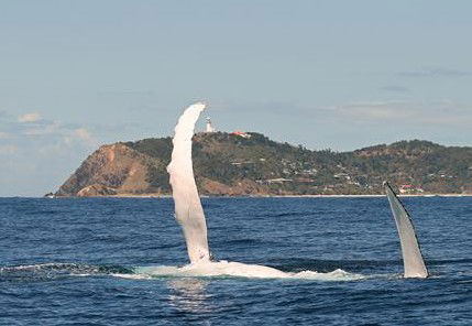 Byron Bay Whale Watching - Lismore Accommodation 3