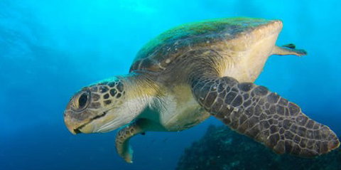 Byron Bay Dive Centre - Lismore Accommodation 0