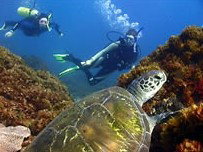 Byron Bay Dive Centre - Lismore Accommodation 3