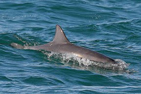 Byron Bay Dolphin Wildlife Tours - Lismore Accommodation 0