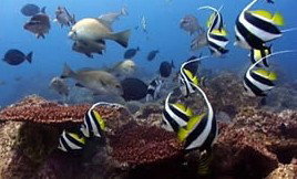 Byron Bay Dolphin Wildlife Tours - Lismore Accommodation 3