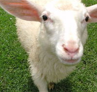 Golden Ridge Animal Farm - Lismore Accommodation