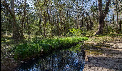 Scheyville Horse Riding Trails - Lismore Accommodation 2