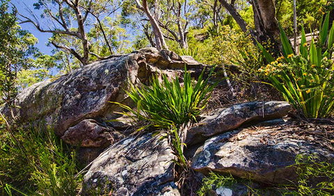 Canoelands Ridge Walking Track - Lismore Accommodation 1