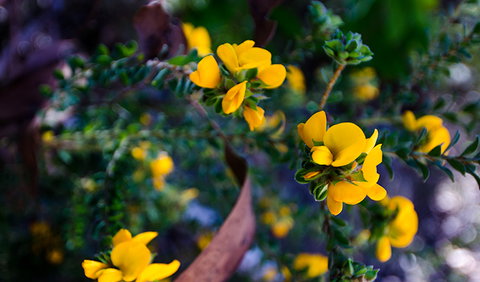 Canoelands Ridge Walking Track - Lismore Accommodation 2
