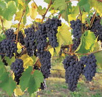 Hills Short Wine and Food Trail - Lismore Accommodation