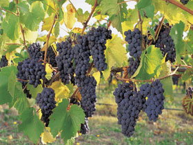 Hills Short Wine And Food Trail - Lismore Accommodation 0