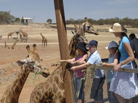 Monarto Open Range Zoo - Lismore Accommodation 0