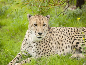 Monarto Open Range Zoo - Lismore Accommodation 3