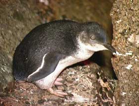 Granite Island Recreation Park - Lismore Accommodation 1