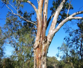 ODonnell Park At Curlwaa - Lismore Accommodation 2