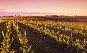 Ralph Fowler Wines - Lismore Accommodation 0
