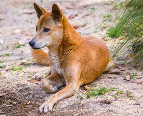 Territory Wildlife Park - Lismore Accommodation 2