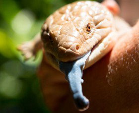 Territory Wildlife Park - Lismore Accommodation 5