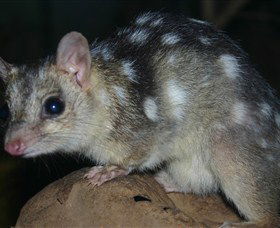 Territory Wildlife Park - Lismore Accommodation 6
