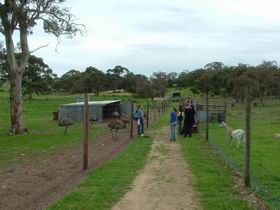 Avenue Emus - Lismore Accommodation 0