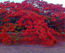 George Brown Darwin Botanic Gardens - Lismore Accommodation 1