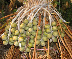 George Brown Darwin Botanic Gardens - Lismore Accommodation 7