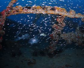 Lady Bowen Dive Site - Lismore Accommodation 1