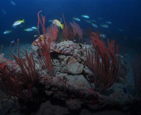 Lady Bowen Dive Site - Lismore Accommodation 3
