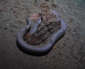 Lady Bowen Dive Site - Lismore Accommodation 2